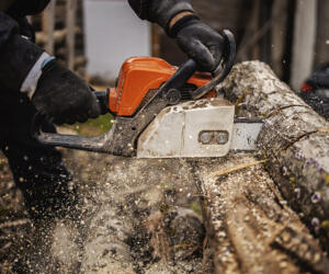 Hands of a logger sawing woods with a chainsaw