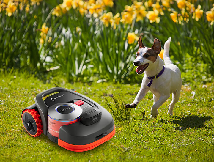 Jack Russell terriers playing fetch with a ball running towards robotic mower