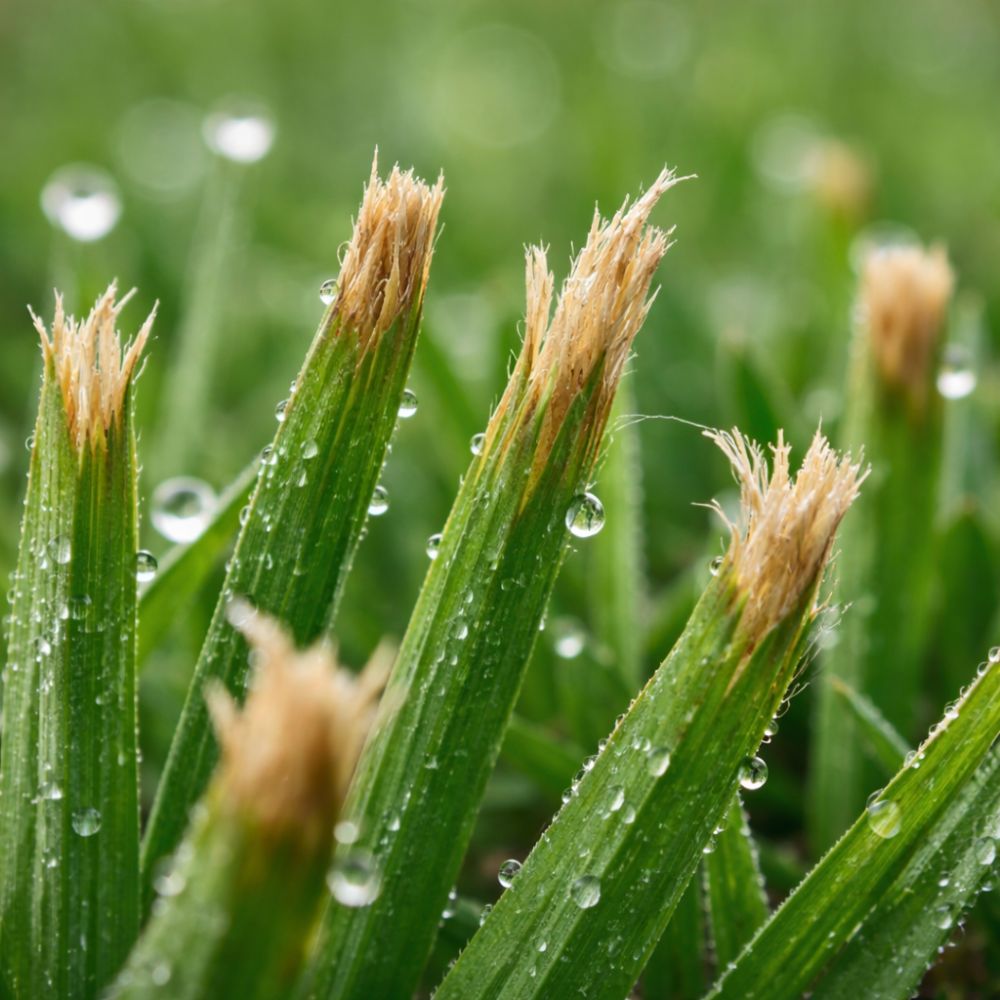 Close-up macro photograph of brown, torn grass blade tips caused by dull mower blade on New Hampshire residential lawn